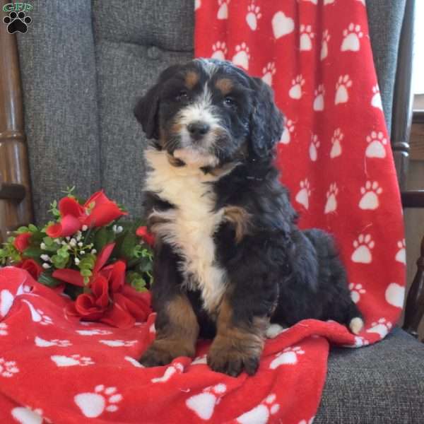 Dolly, Bernedoodle Puppy