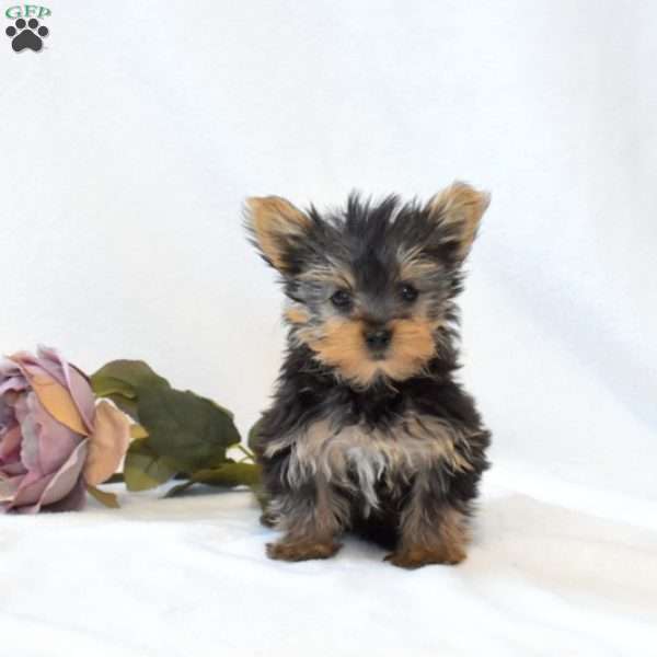 Dolly, Yorkie Puppy