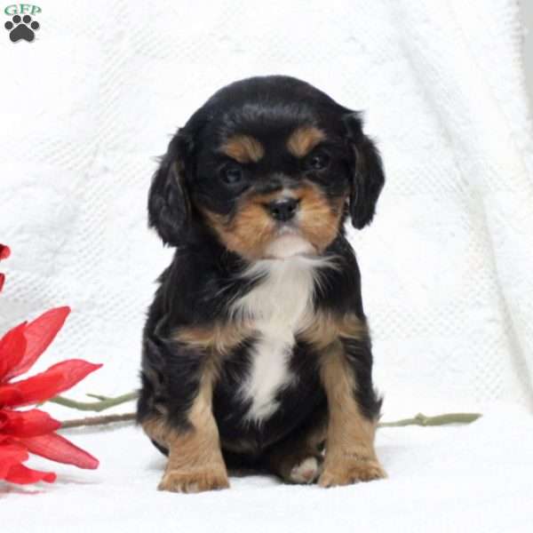 Dolly, Cavalier King Charles Spaniel Puppy