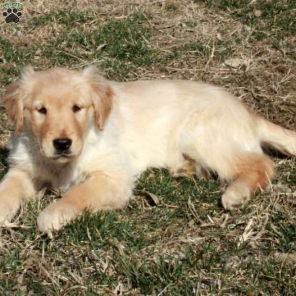 Dolly, Golden Retriever Puppy