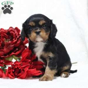 Dolly, Cavalier King Charles Spaniel Puppy