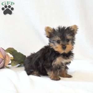 Dolly, Yorkie Puppy