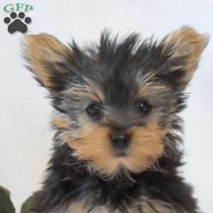 Dolly, Yorkie Puppy