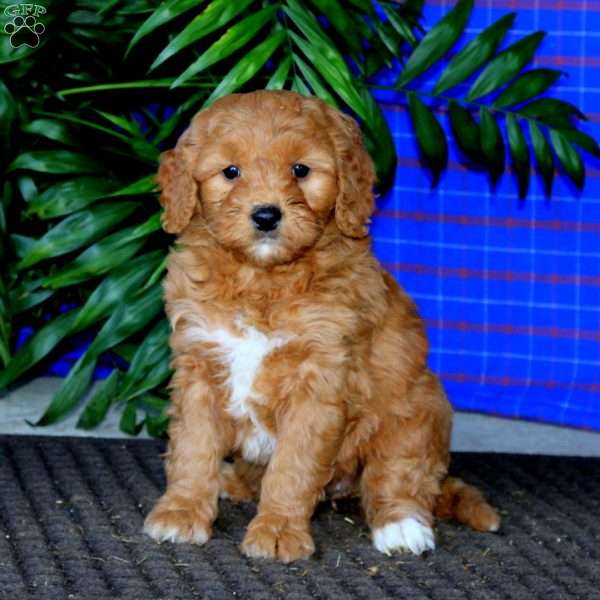 Dolly, Mini Goldendoodle Puppy