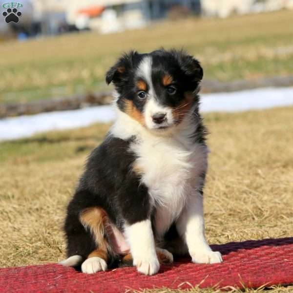 Dolly, Sheltie Puppy