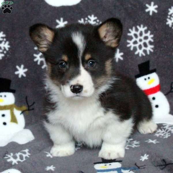 Dominic, Pembroke Welsh Corgi Puppy