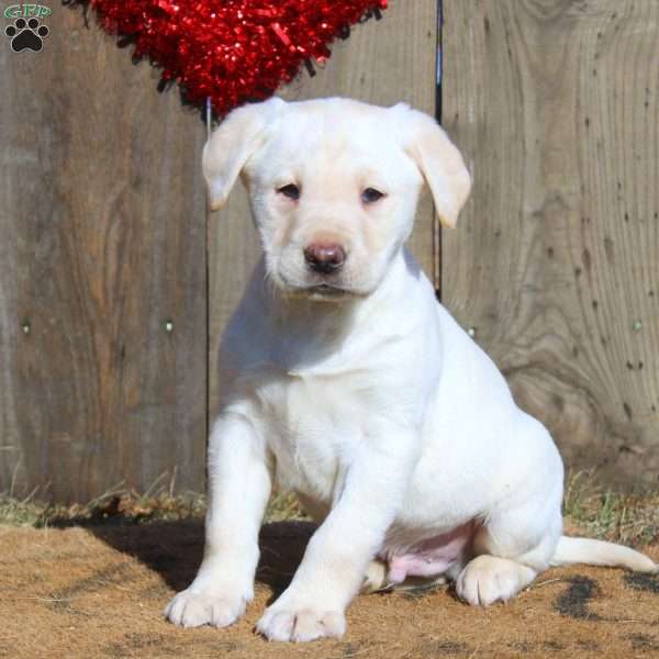 Dominic, Yellow Labrador Retriever Puppy