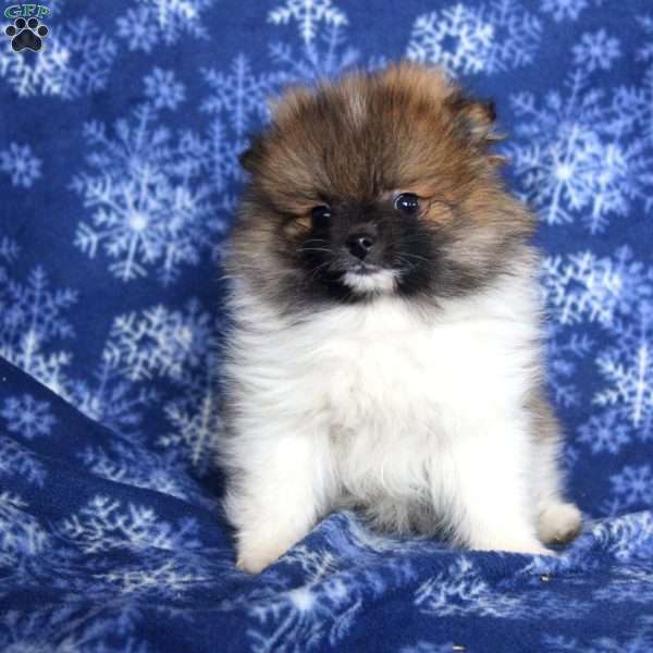 Dominic, Pomeranian Puppy