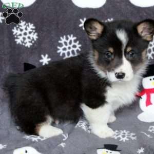 Dominic, Pembroke Welsh Corgi Puppy