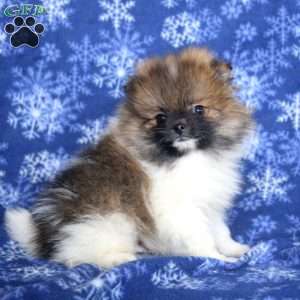 Dominic, Pomeranian Puppy