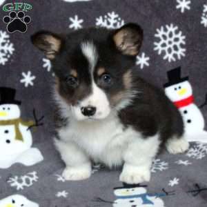 Dominic, Pembroke Welsh Corgi Puppy