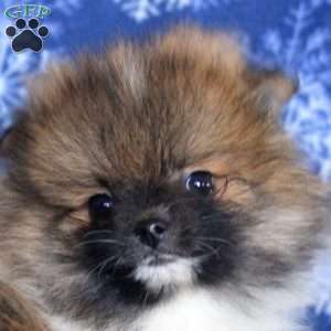 Dominic, Pomeranian Puppy