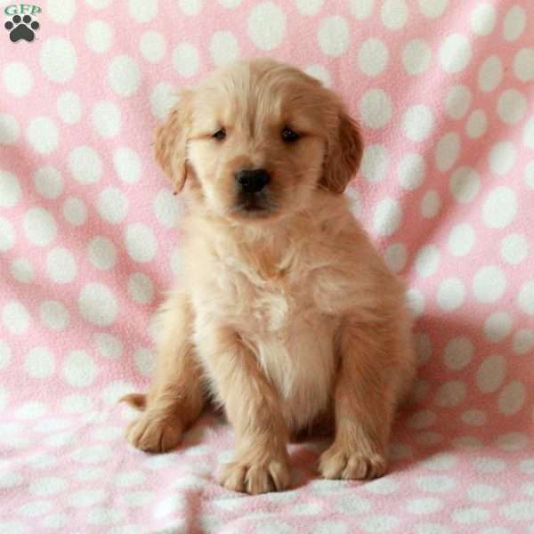 Domino, Golden Retriever Puppy