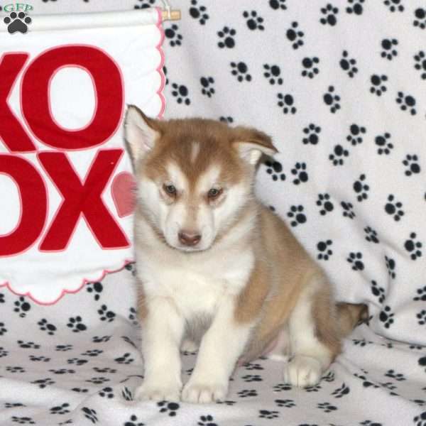 Domino, Alaskan Malamute Puppy