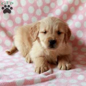 Domino, Golden Retriever Puppy