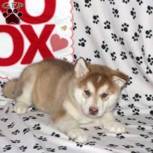 Domino, Alaskan Malamute Puppy