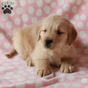 Domino, Golden Retriever Puppy