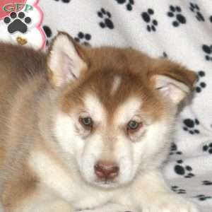 Domino, Alaskan Malamute Puppy