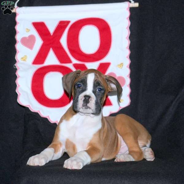 Donald, Boxer Puppy