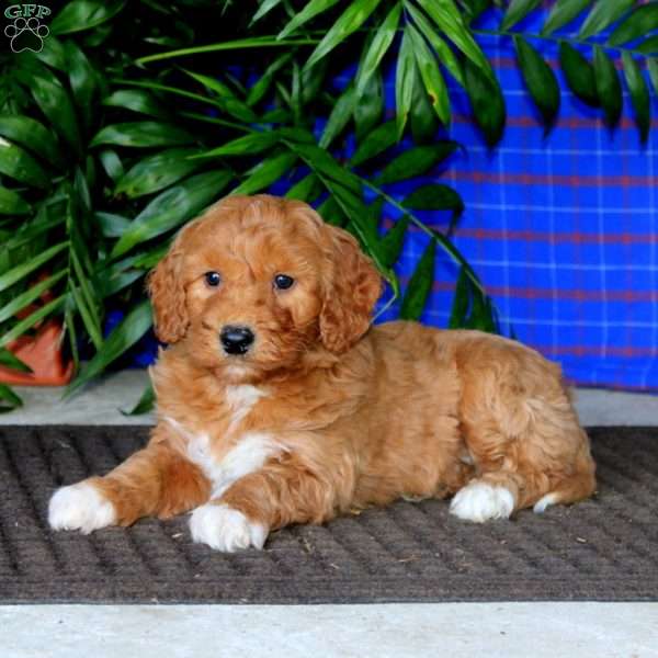 Donnie, Mini Goldendoodle Puppy