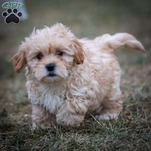 Donut, Shih-Poo Puppy