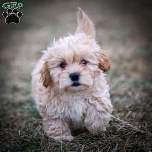 Donut, Shih-Poo Puppy