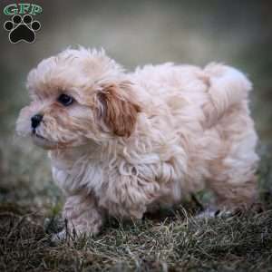 Donut, Shih-Poo Puppy