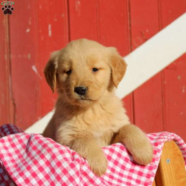 Dora, Golden Retriever Puppy