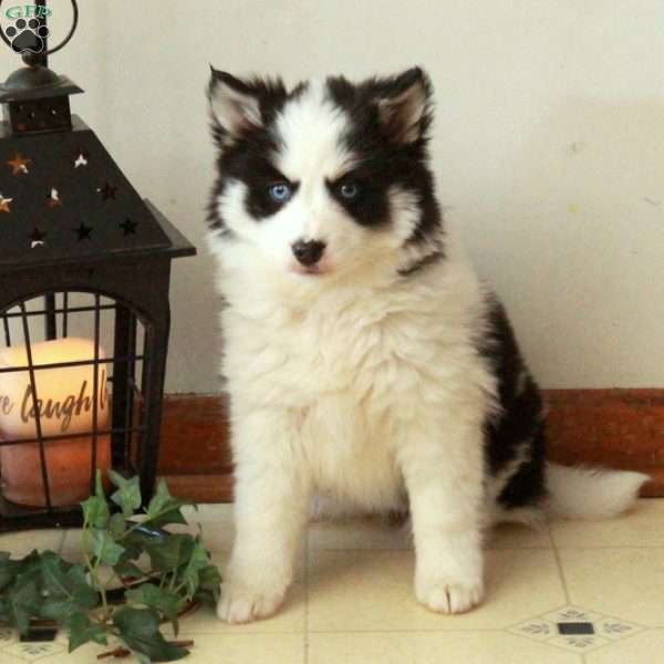 Dora, Pomsky Puppy