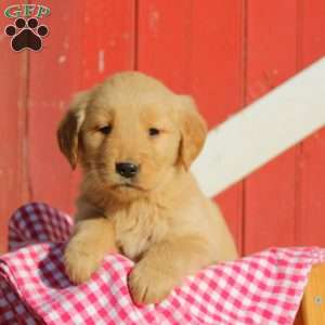 Dora, Golden Retriever Puppy