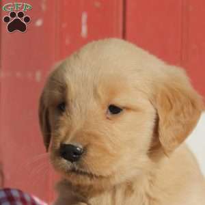 Dora, Golden Retriever Puppy