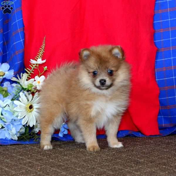 Dora, Pomeranian Puppy