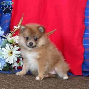 Dora, Pomeranian Puppy