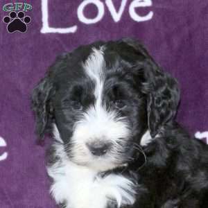 Dorothy, Standard Poodle Mix Puppy