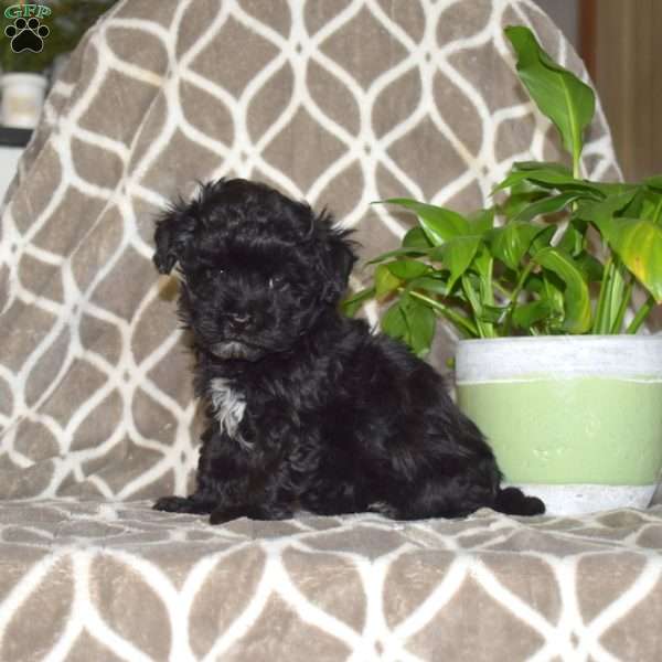 Dottie, Maltipoo Puppy