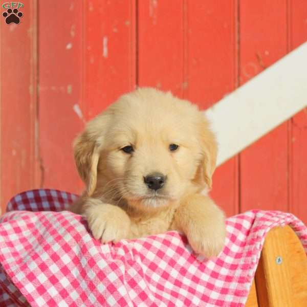 Doug, Golden Retriever Puppy