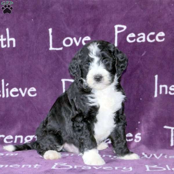 Doug, Standard Poodle Mix Puppy