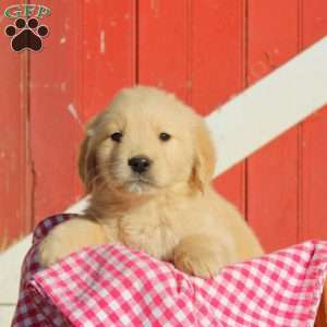 Doug, Golden Retriever Puppy