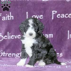 Doug, Standard Poodle Mix Puppy