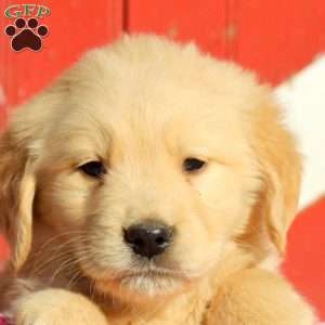 Doug, Golden Retriever Puppy