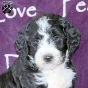 Doug, Standard Poodle Mix Puppy