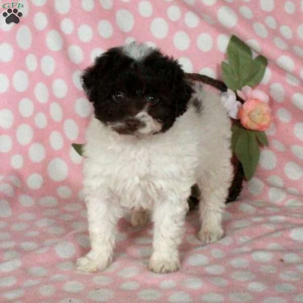 Dove, Miniature Poodle Puppy