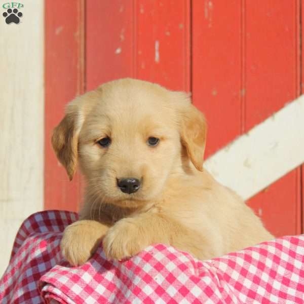 Doyle, Golden Retriever Puppy