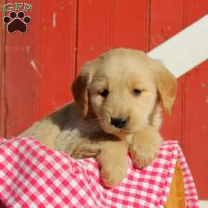 Doyle, Golden Retriever Puppy