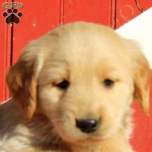 Doyle, Golden Retriever Puppy