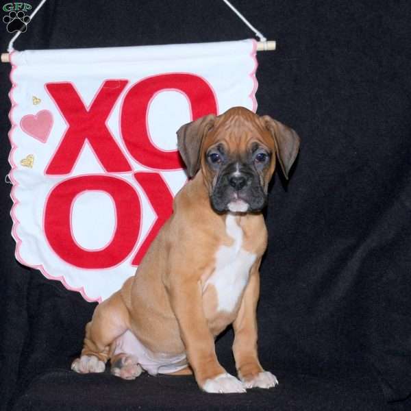 Dozer, Boxer Puppy