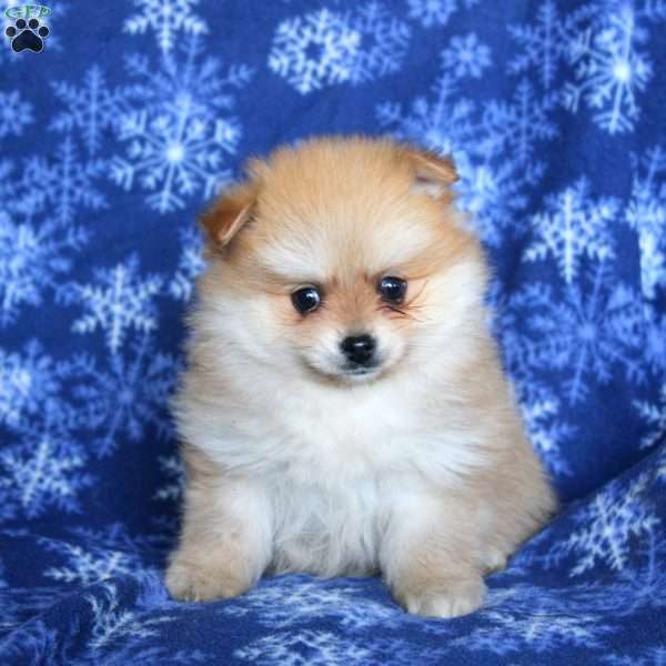 Dozer, Pomeranian Puppy