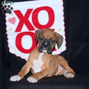 Dozer, Boxer Puppy