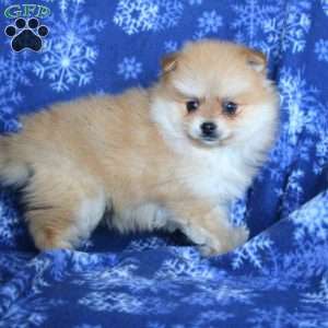 Dozer, Pomeranian Puppy