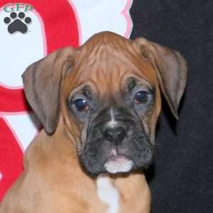 Dozer, Boxer Puppy